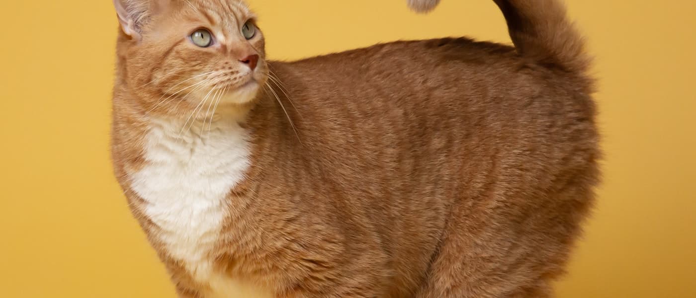 Hollywood's Golden Age and the peak era of lavender marriages